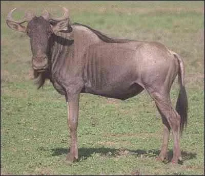 Quel est cet animal ?