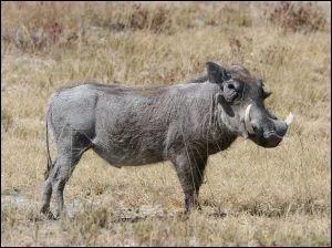 Quel est cet animal ?