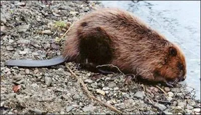 Quel est cet animal ?