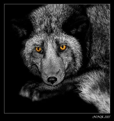 Il a compos ce conte musical  Pierre et le loup  !