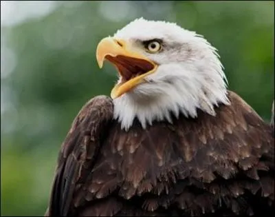 Sur le drapeau de ce pays, on peut voir un aigle !