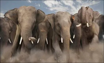 Le soleil et cet animal sont prsents sur les armoiries de ce pays !