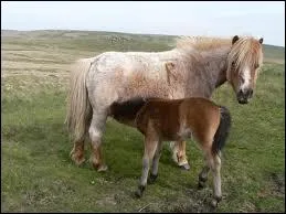 Quelle est la robe de cette ponette Dartmoor ? (La mre)