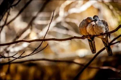 Que vous inspirent ces deux pigeons, qui ont l'air de vraiment s'apprcier !