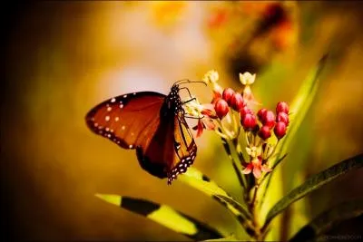 Trouvez la vritable identit de ce surnom, chapp d'un bagne !