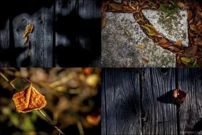 Il semblerait qu'elles se ramassent  la pelle !