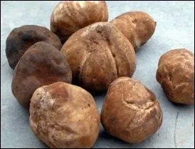 Celle-ci est surnomme  truffe du dsert , Truffe des sables, du Maroc ou d'Algrie. En France, elle ne peut tre vendue sous le nom de truffe. Quel est son nom ? (plusieurs ortographes)