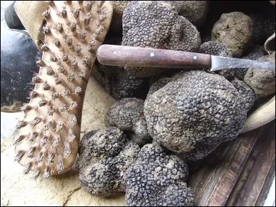 Combien d'espces de truffes sont rpertories en France  ce jour ?