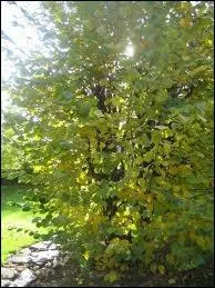 Pour sa culture il faut une symbiose avec un arbre. Lequel n'est pas compatible avec la culture de la truffe noire ou de bourgogne ?