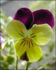 Quelle est cette fleur ?