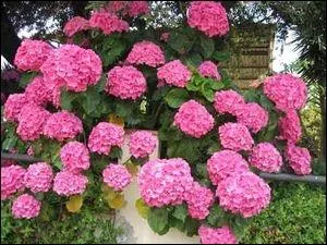 Quelle est cette fleur ?