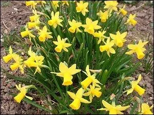 Quelle est cette fleur ?