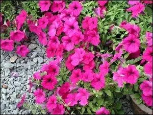 Quelle est cette fleur ?