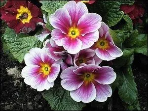 Quelle est cette fleur ?