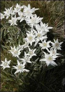 Quelle est cette fleur ?