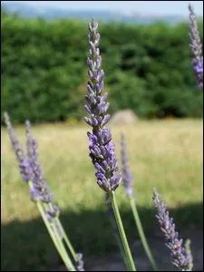 Quelle est cette fleur ?