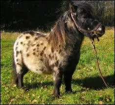 Ce poney est :