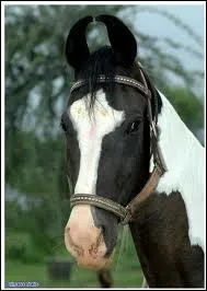 Toi, tu es trs beau, comme tous les chevaux, tu es un :