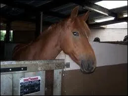 Plus difficile. Regardez bien cette photographie, le nom de cette ponette est :