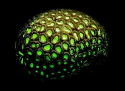 Et cet objet bizarre et marin, quel mot lui attribuez-vous ?