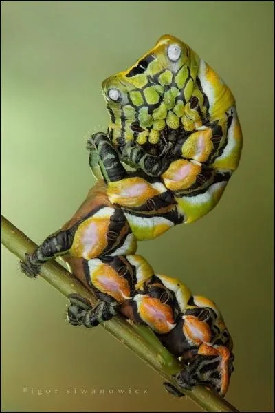 Et pour cet insecte trange, y a-t-il un mot qui vous inspire ?