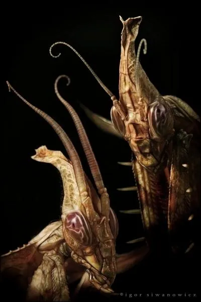 A quel film vous font-elles penser ?