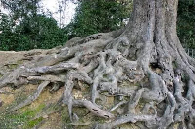 Comment s'appelle cette partie de l'arbre ?