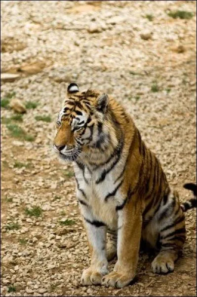 Si ce tigre est en libert dans la nature, c'est que c'est un :