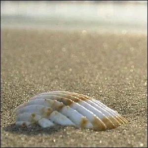 C'est vrai, on en trouve sur les plages et on aime bien en chercher de trs grands mais savez-vous, en anglais comment nomme-t-on cela ?