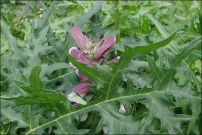 La verveine mle  des feuilles (... )