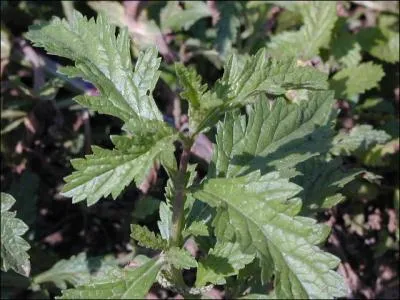 Fleurisse, et que plus (... ) des vierges lentement