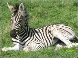 A quelle espce animale appartient cet adorable petit bout ?