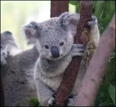 A quelle espce animale appartient cet adorable petit bout ?