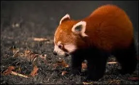 A quelle espce animale appartient cet adorable petit bout ?