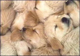 A quelle espce animale appartiennent ces adorables petits bouts ?