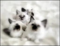 A quelle espce animale appartiennent ces adorables petits bouts ?