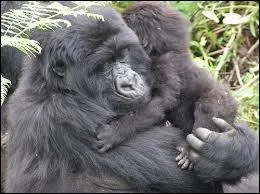 A quelle espce animale appartient cet adorable petit bout ?