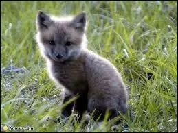 A quelle espce animale appartient cet adorable petit bout ?