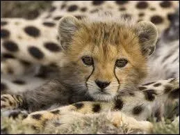 A quelle espce animale appartient cet adorable petit bout ?