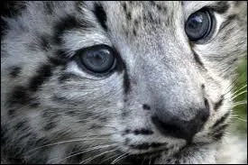 A quelle espce animale appartient cet adorable petit bout ?