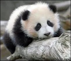 A quelle espce animale appartient cet adorable petit bout ?