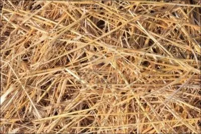 - (... ) chacun d'un (... ) de paille et (... ) d'une toile