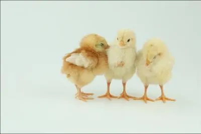 La Chandeleur est le jour ...