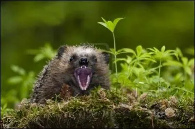 "Vers 18h30, la brigade (... ) arrive. Tout le monde est sur les dents". La Voix du Nord, 25/02/1995.