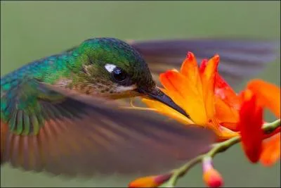 Dans la mythologie grecque, de quoi se rgalaient les dieux ?