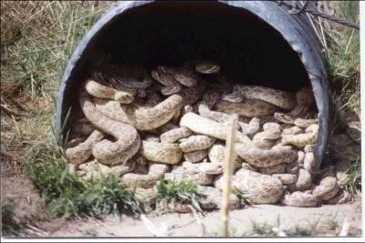 Une autre petite surprise attendait les ouvriers du chantier prcdent !