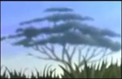 O peut-on voir cet arbre ?