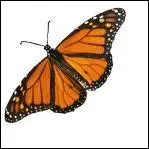 Lorsque Jean-Philippe est puis, il peut paratre... ? , mais ne l'est pas. (4me paragraphe)