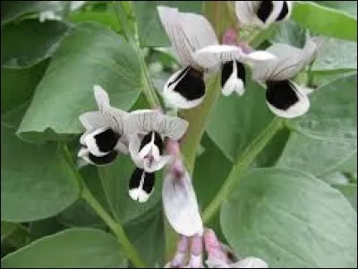 La fève, toute papillonnante, a quitté son lieu d'origine pour s'installer dans bon nombre des jardins du monde entier. D'où provient-elle ?