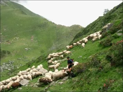 [Folklore]  quelle(s) poque(s) de l'anne la transhumance a-t-elle gnralement lieu ?